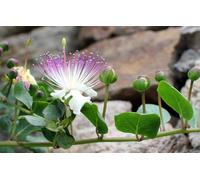 Semi di Cappero Siciliano 100+, Coltivazione Naturale, Alta Germinazione + Istruzioni sul sito BETULLABIANCA