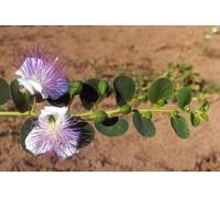 Semi di Cappero Siciliano, Pianta Ornamentale con Fiori Viola e Bianchi, Confezione da 100 Semi più Omaggio, per Giardino e Coltivazione