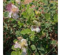Semi di cappero - vecchie varietà da giardino Capparis spinosa, resistenti esotiche resistenti resistenti all'esterno Le perenni sono 50pcs