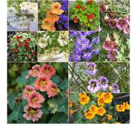 semi di cappuccina biologici - semi selvatici coperto perenne resistente giardino balcone 50pcs