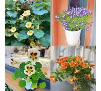 semi di cappuccina - giardino decorazioni semi giardino pietre resistenti giardino balcone 80pcs