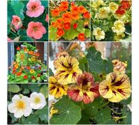 Semi di cappuccina - resistenti all'inverno per balconi di balcone semi resistenti con balcone decorativo 300pcs