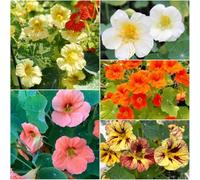 Semi di cappuccina - semi per giardino balcone selvatici giardino selvatici resistenti all'inverno per balconi estate bonsái perenni 600pcs