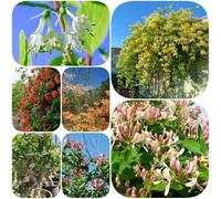 Semi di caprifoglio - giardino biologici resistenti semi di selvatici rampicanti resistenti balcone rampicanti decorazioni giardino per esterni 300pcs