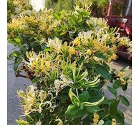 semi di caprifoglio, giardino esterno resistenti rampicanti in vaso balcone 750pcs