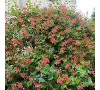 Semi di caprifoglio - medicinali per giardinieri resistenti semi di come bomboniera raro organico per luoghi soleggiati aromatiche da 600pcs