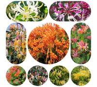 semi di caprifoglio sempreverde, ombra, balcone, perenni resistenti vecchie varietà, primaverili, rare, 800pcs