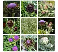 Semi di carciofo, da giardino Cynara scolymus, da balcone resistenti invernali rustiche per l'orto 200pcs