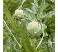 Semi di carciofo resistenti in vaso biologico Aiuole rialzate per il giardino antiche varietà d'appartamento esotiche rara decorazione 500pcs