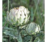 Semi di carciofo resistenti in vaso vecchie varietà giardino roccioso copertura del terreno interno Aiuole rialzate per il giardino balcone 450pcs