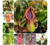 Semi di carnivora, Nepenthes mirabilis, carnivore giardino di da balcone semi prodotti sostenibili da interno regali per gli amanti del giardino 200pcs