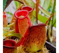 Semi di carnivora, Nepenthes mirabilis, resistenti da interno prodotti sostenibili semi di carnivore resistenti per il giardino verdi giardino 50pcs