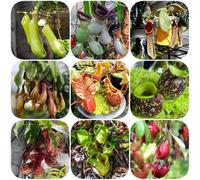 Semi di carnivora, Nepenthes mirabilis, verdi da giardino roccioso resistenti vecchie varietà resistenti per il giardino regali per gli amanti del serre da 500pcs