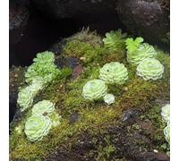 Semi di carnivore di Butterwort, semi di d'appartamento Pinguicula vulgaris, resistenti per il giardino decorazione del soggiorno resistenti 20pcs