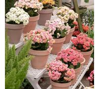 semi di carnivori - giardino primavera di rocce resistenti semi esotici del balcone 120pcs