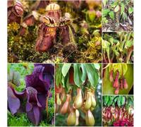 semi di carnivori - serraio pascoli resistenti estate bonsái medicinali interni 200pcs