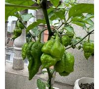 Semi di Carolina Reaper, peperoncino, giardino di peperoncino, Balcone invernali da balcone resistenti regali 30pcs