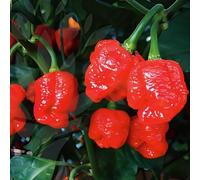 Semi di Carolina Reaper, peperoncino, giardino regali sostenibili balcone 120pcs