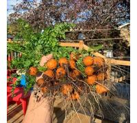 semi di carota antiche varietà - balcone biologiche appartamento invernali giardino 400pcs