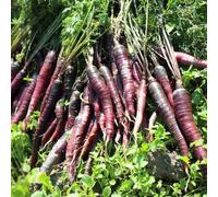 semi di carota antiche varietà - balcone regali sostenibili vecchi biologici aiuola 150pcs