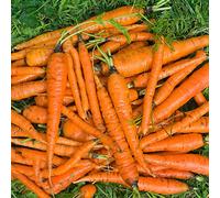 semi di carota antiche varietà - biologici aiuola balcone 1000pcs