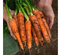 semi di carota antiche varietà - biologici appartamento balcone 250pcs