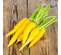 semi di carota antiche varietà - esotici giardino vecchi 300pcs