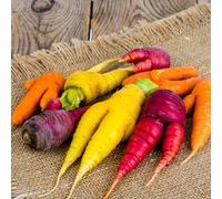 semi di carota balcone con letti elevati semi di perenni decorativi resistenti bonsái giardino decorazioni 400pcs