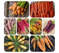 semi di carota balcone - giardino roccioso da resistenti di selvatiche perenni 500pcs