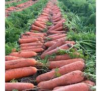semi di carota biologici - decorazione invernali vecchie varietà balcone resistenti 1000pcs