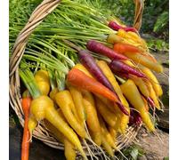 semi di carota biologici - giardino roccioso resistenti invernali decorazione 600pcs
