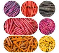 semi di carota biologici - invernali balcone appartamento resistenti giardino 350pcs