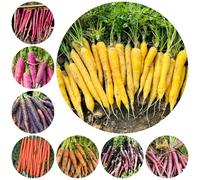 semi di carota biologici - resistenti decorazione ufficio balcone invernali varietà antiche 500pcs