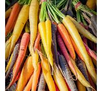 semi di carota biologici - resistenti esotiche esterno balcone appartamento giardino 900pcs