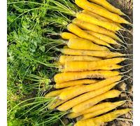 semi di carota biologici - resistenti esterno invernali balcone 300pcs