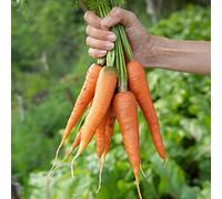 semi di carota biologici - varietà antiche resistenti giardino fresche balcone esotiche 30pcs