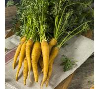 Semi di carota, carote, resistenti in vaso rara decorazione interno vecchie varietà copertura del terreno balcone con interna orticole balcone 200pcs