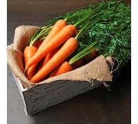 Semi di Carota,da Balcone,Arredamento Giardino Esterno,Decorative 300pcs