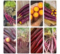 semi di carota da balcone resistenti semi decorativi biologici perenni resistenti inverno selvatici 130pcs