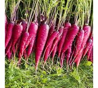 Semi di Carota,da Ombra,Semi di,Resistenti in Vaso 50pcs