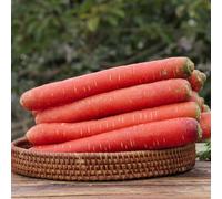 semi di carota d'appartamento esotiche resistenti in vaso 750pcs