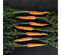 Semi di Carota,Perenni Resistenti,Serra e Balcone,per Esterno 250pcs