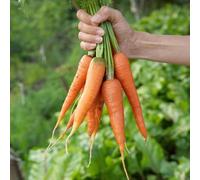 Semi di Carota,Regali per Amanti del Giardino,Regalo da Giardino,Decorative 300pcs