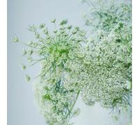 Semi di carota selvatica - balcone organico semi di per giardinieri resistenti per giardini rocciosi decorazioni giardino esterni 80pcs