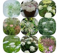 Semi di carota selvatica - balcone semi di resistenti per giardini rocciosi selvatici organico esotico giardino 550pcs