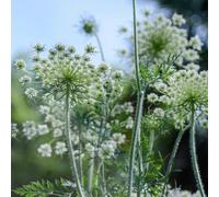 Semi di carota selvatica - balcone semi di selvatici resistenti per giardini rocciosi vecchie varietà estivi rara copertura del terreno 150pcs