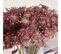 semi di carota selvatica - biologici vecchie varietà decorative esotiche per balcone perenni resistenti 150pcs