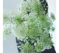 Semi di carota selvatica - copertura del terreno esotico resistenti per giardini rocciosi per giardinieri semi di selvatici 80pcs