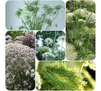 Semi di carota selvatica - da esterno resistenti del semi di farfalle esotiche estivi decorazione floreale serre da balcone 80pcs