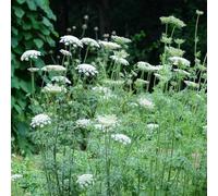 Semi di carota selvatica Daucus carota, semi di decorazione da giardino per esterni to estivi farfalle come per gli ospiti decorazione 50pcs